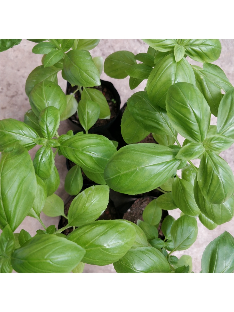 Basil Ocimum basilicum